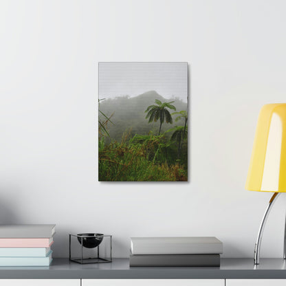 UK Print - Stretched Canvas - The ancient forest preserved in Toro Negro rainforest Puerto Rico - highest land at 4,000 feet altitude - Green Forest Home