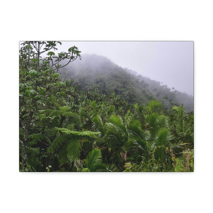 UK Print - Stretched Canvas - The ancient forest preserved in Toro Negro rainforest Puerto Rico - highest land at 4,000 feet altitude - Green Forest Home
