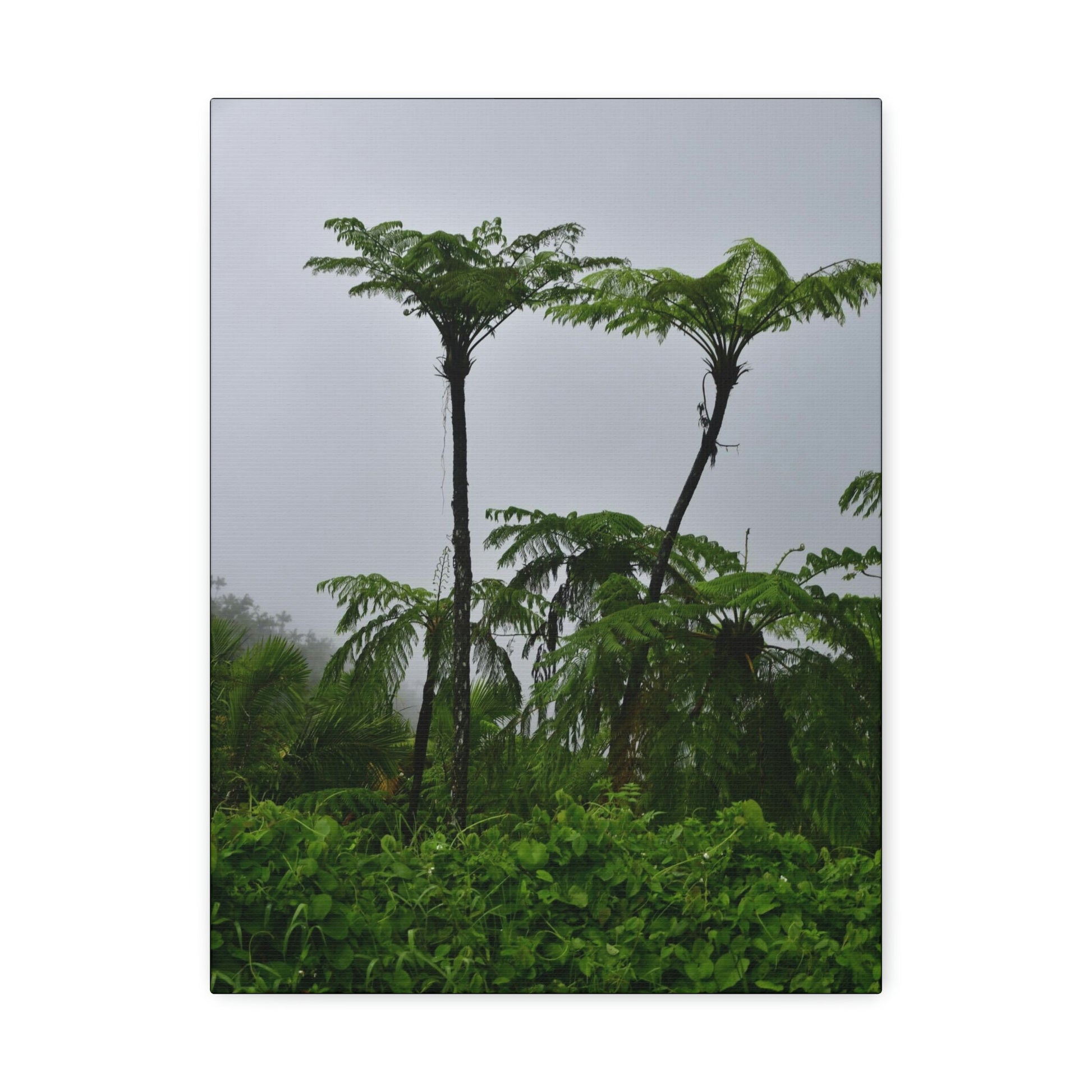 UK Print - Stretched Canvas - The ancient forest preserved in Toro Negro rainforest Puerto Rico - highest land at 4,000 feet altitude - Green Forest Home