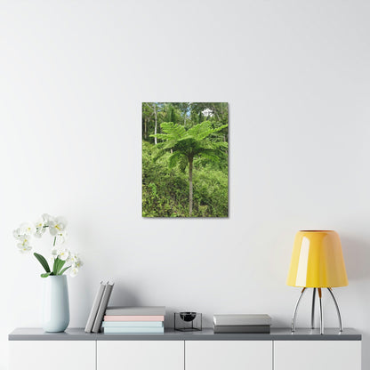 UK Print - Stretched Canvas - The ancient forest preserved in Toro Negro rainforest Puerto Rico - highest land at 4,000 feet altitude - Green Forest Home