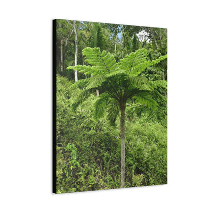 UK Print - Stretched Canvas - The ancient forest preserved in Toro Negro rainforest Puerto Rico - highest land at 4,000 feet altitude - Green Forest Home