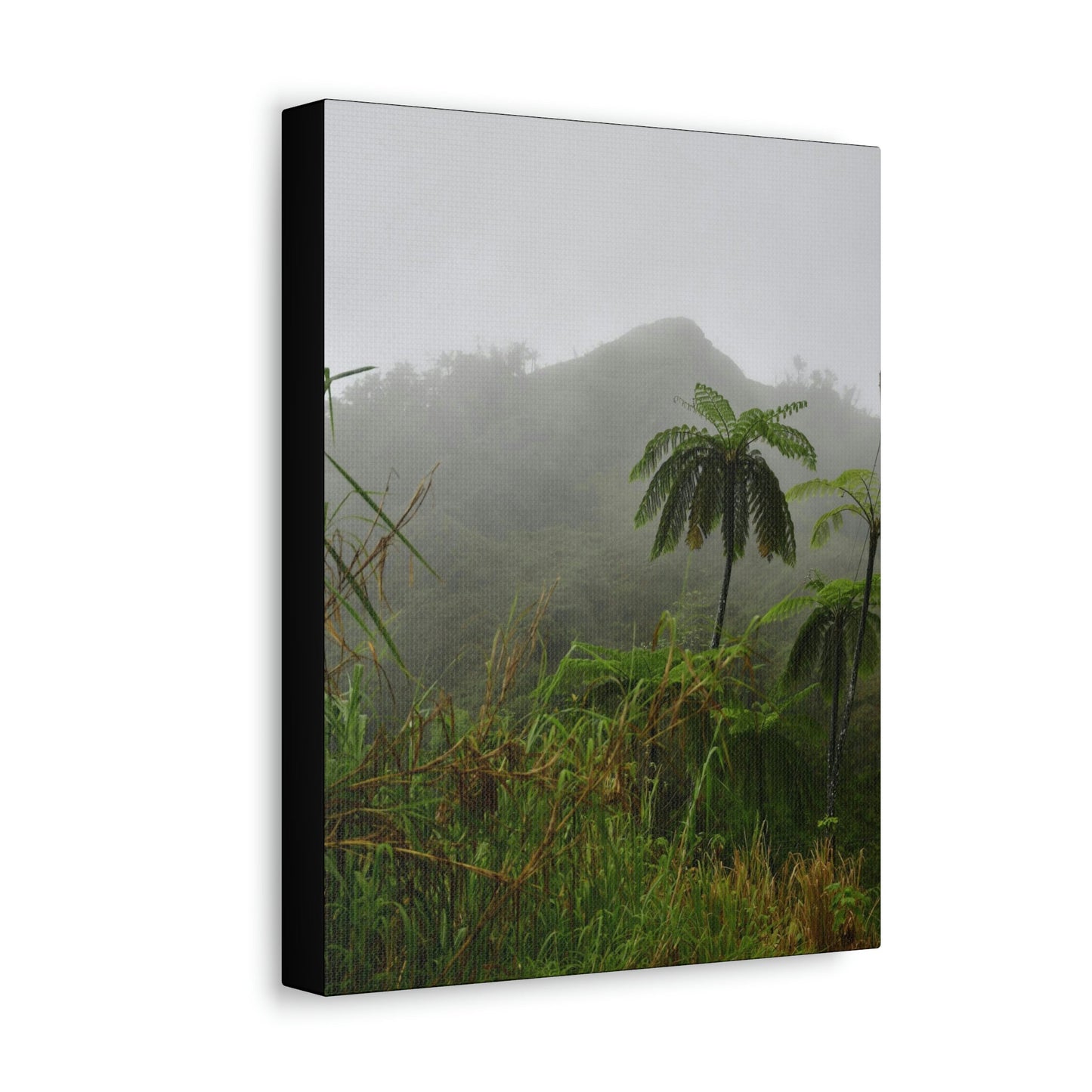 UK Print - Stretched Canvas - The ancient forest preserved in Toro Negro rainforest Puerto Rico - highest land at 4,000 feet altitude - Green Forest Home