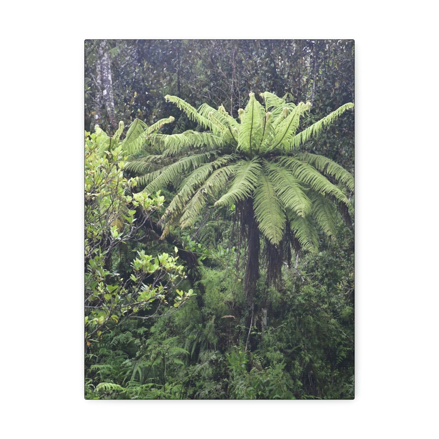 UK Print - Stretched Canvas - The ancient forest preserved in Toro Negro rainforest Puerto Rico - highest land at 4,000 feet altitude - Green Forest Home