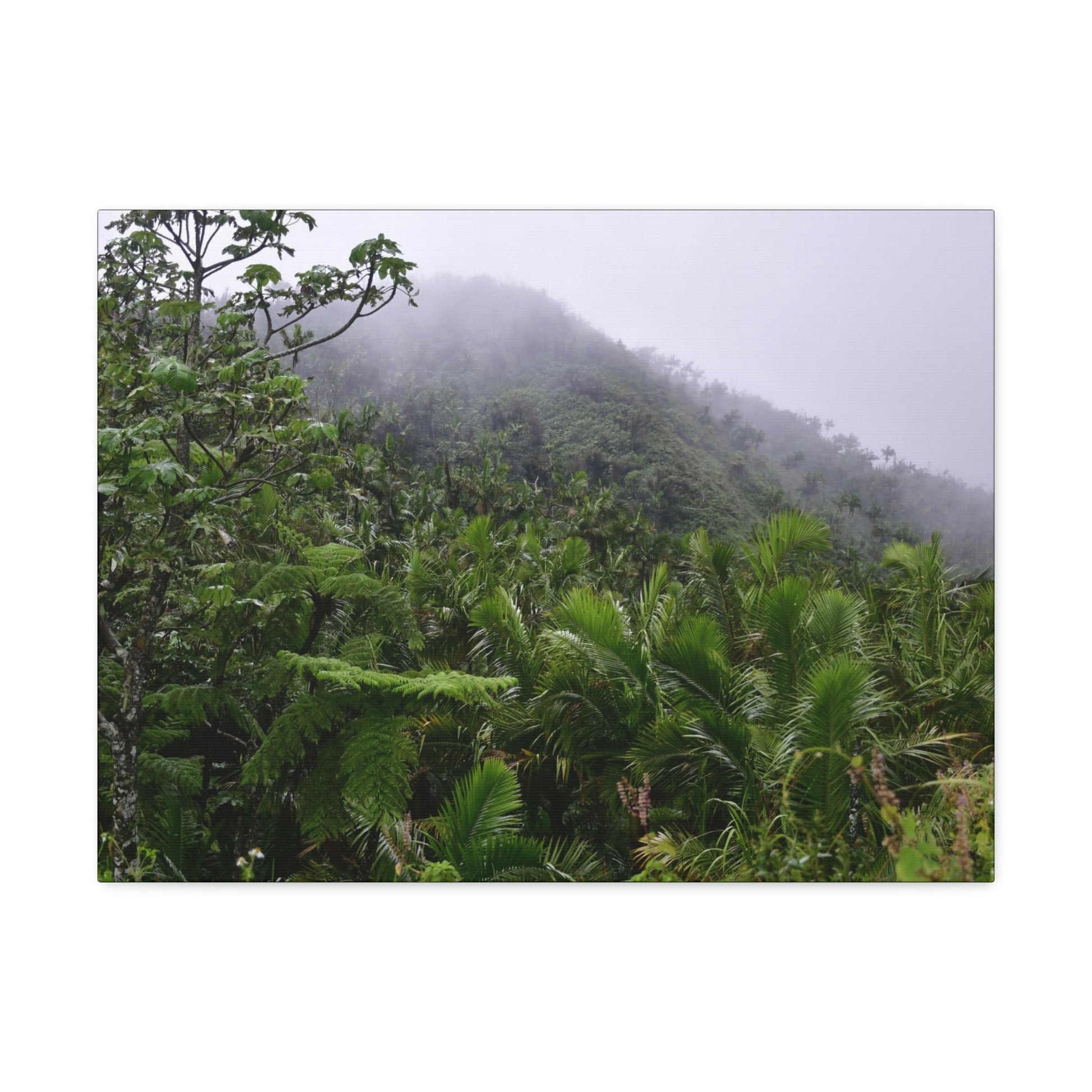 UK Print - Stretched Canvas - The ancient forest preserved in Toro Negro rainforest Puerto Rico - highest land at 4,000 feet altitude - Green Forest Home