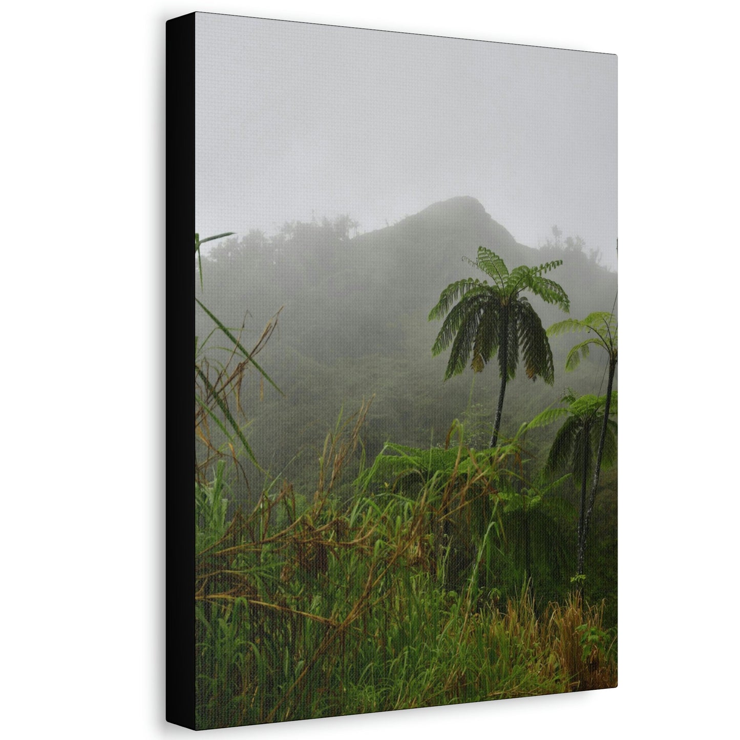 UK Print - Stretched Canvas - The ancient forest preserved in Toro Negro rainforest Puerto Rico - highest land at 4,000 feet altitude - Green Forest Home