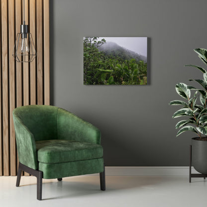 UK Print - Stretched Canvas - The ancient forest preserved in Toro Negro rainforest Puerto Rico - highest land at 4,000 feet altitude - Green Forest Home