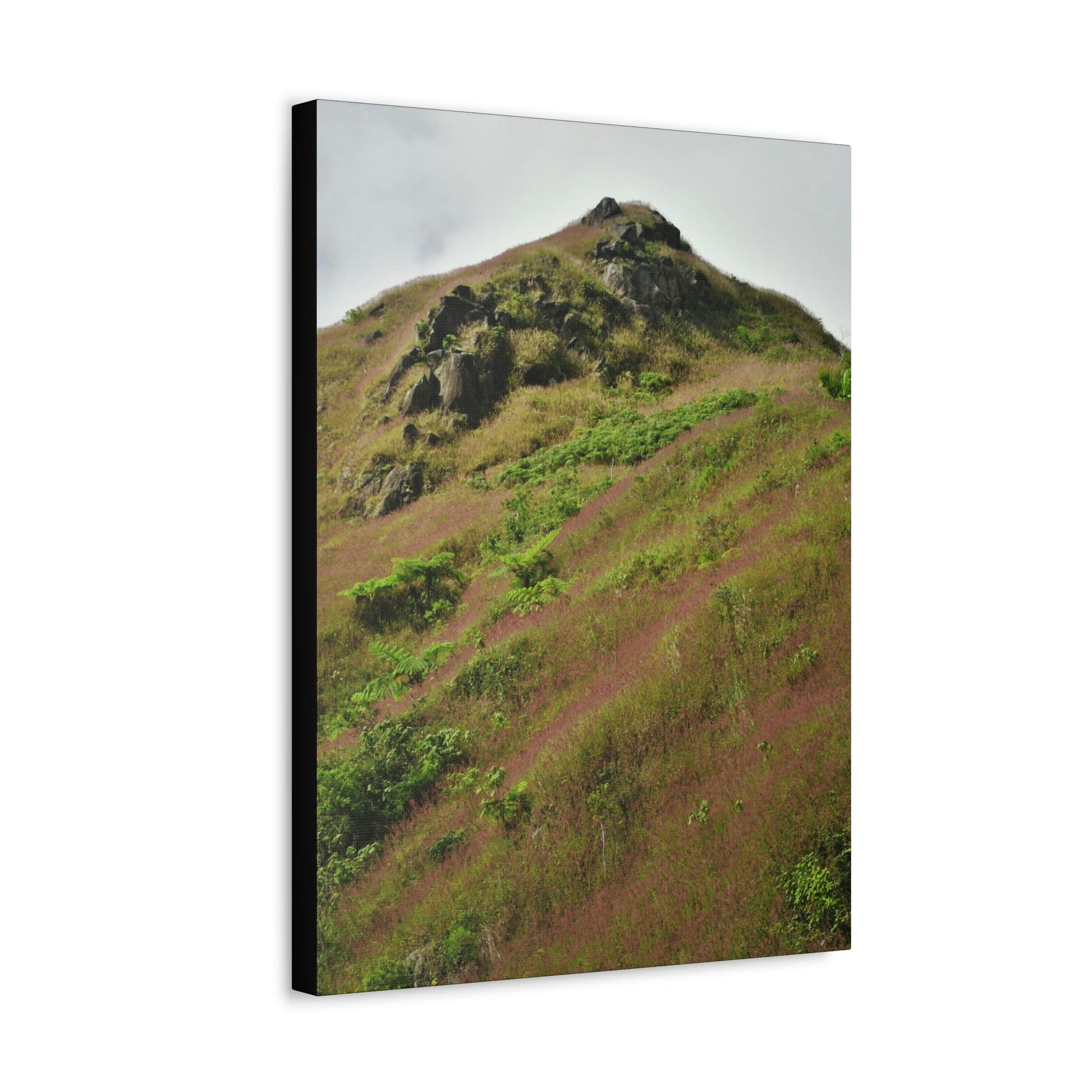 UK Print - Stretched Canvas - The ancient forest preserved in Toro Negro rainforest Puerto Rico - highest land at 4,000 feet altitude - Green Forest Home