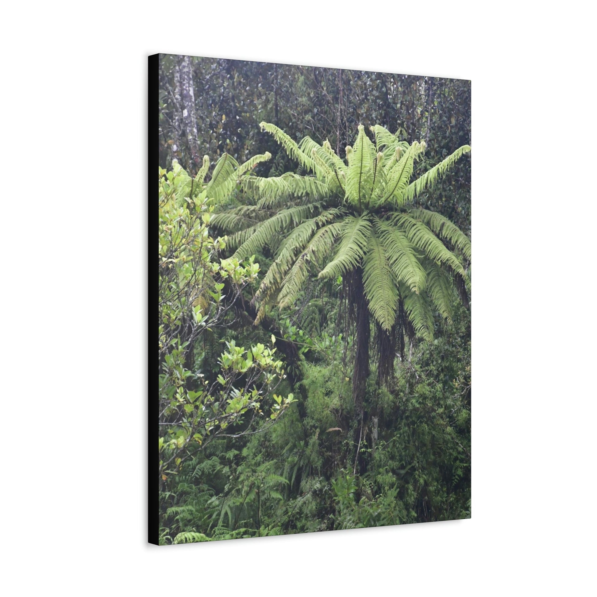 UK Print - Stretched Canvas - The ancient forest preserved in Toro Negro rainforest Puerto Rico - highest land at 4,000 feet altitude - Green Forest Home