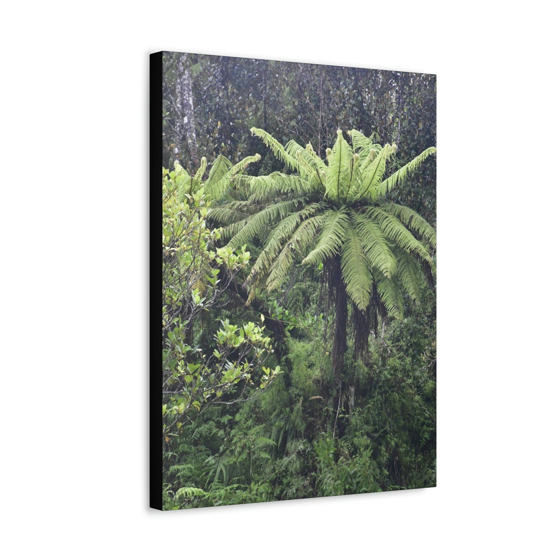UK Print - Stretched Canvas - The ancient forest preserved in Toro Negro rainforest Puerto Rico - highest land at 4,000 feet altitude - Green Forest Home