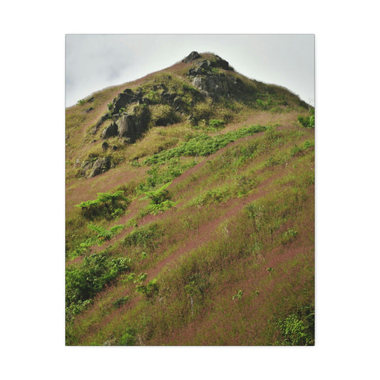UK Print - Stretched Canvas - The ancient forest preserved in Toro Negro rainforest Puerto Rico - highest land at 4,000 feet altitude - Green Forest Home