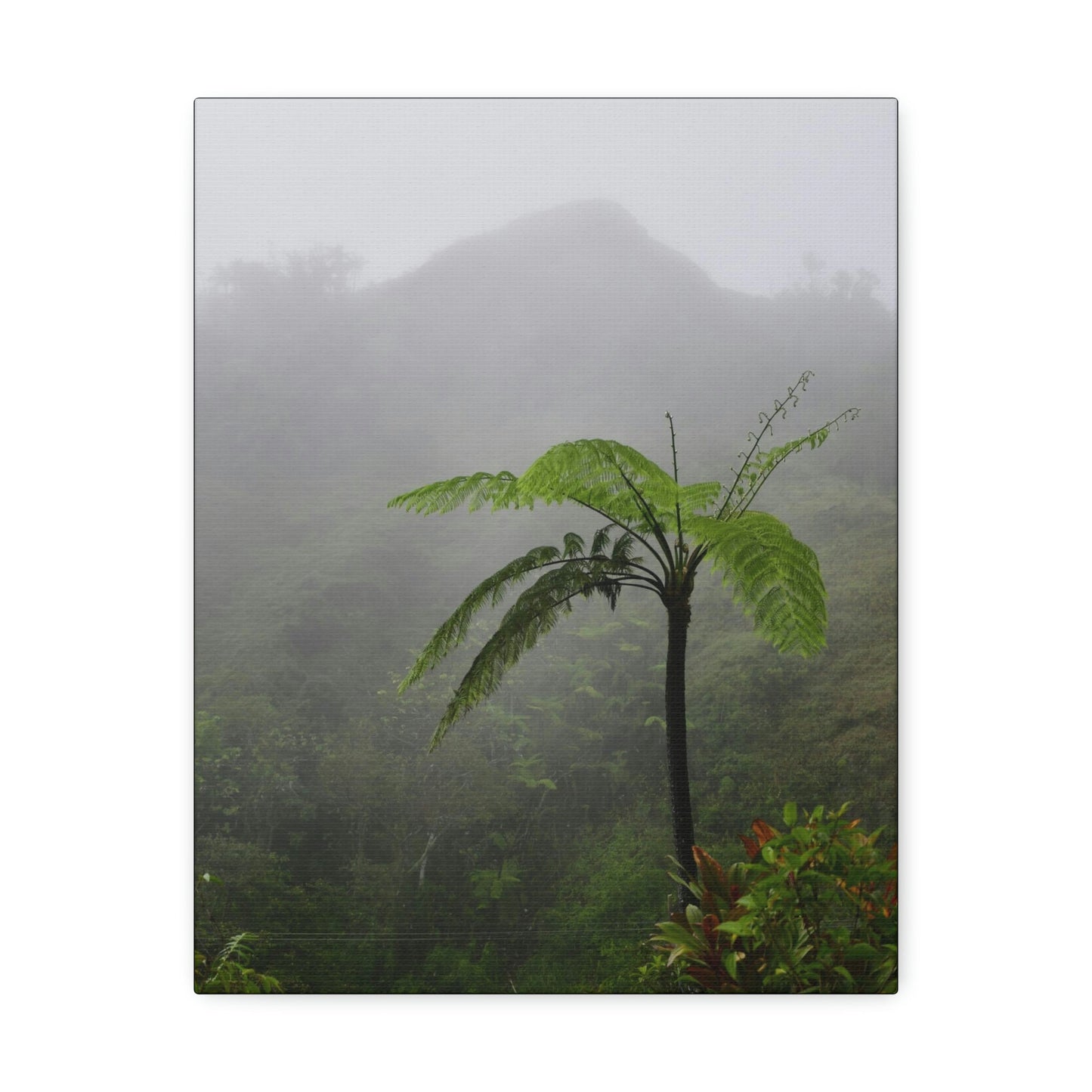 UK Print - Stretched Canvas - The ancient forest preserved in Toro Negro rainforest Puerto Rico - highest land at 4,000 feet altitude - Green Forest Home