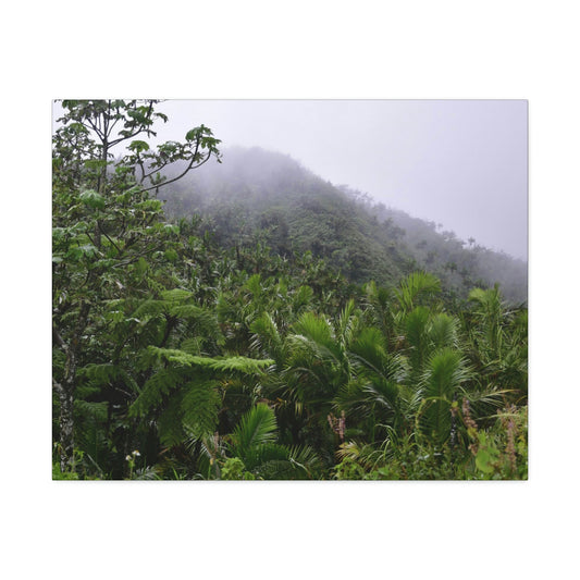 UK Print - Stretched Canvas - The ancient forest preserved in Toro Negro rainforest Puerto Rico - highest land at 4,000 feet altitude - Green Forest Home