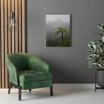 UK Print - Stretched Canvas - The ancient forest preserved in Toro Negro rainforest Puerto Rico - highest land at 4,000 feet altitude - Green Forest Home
