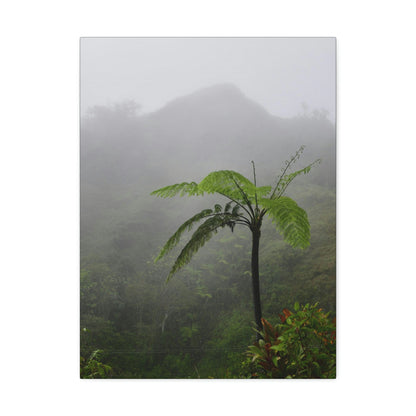 UK Print - Stretched Canvas - The ancient forest preserved in Toro Negro rainforest Puerto Rico - highest land at 4,000 feet altitude - Green Forest Home