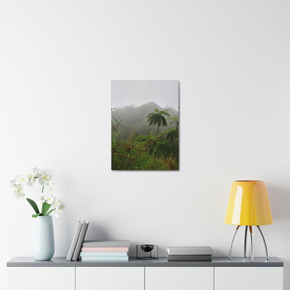 UK Print - Stretched Canvas - The ancient forest preserved in Toro Negro rainforest Puerto Rico - highest land at 4,000 feet altitude - Green Forest Home