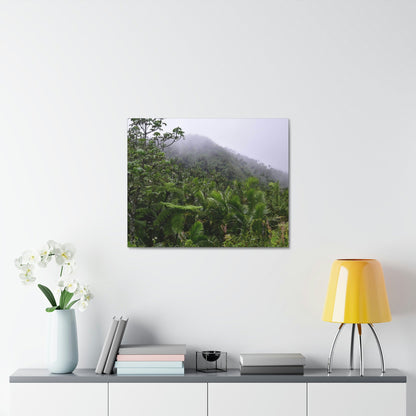 UK Print - Stretched Canvas - The ancient forest preserved in Toro Negro rainforest Puerto Rico - highest land at 4,000 feet altitude - Green Forest Home
