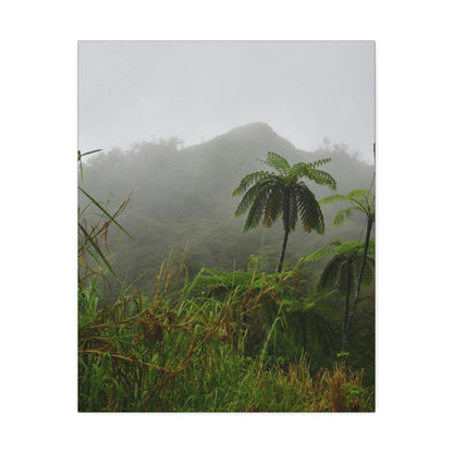 UK Print - Stretched Canvas - The ancient forest preserved in Toro Negro rainforest Puerto Rico - highest land at 4,000 feet altitude - Green Forest Home