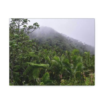 UK Print - Stretched Canvas - The ancient forest preserved in Toro Negro rainforest Puerto Rico - highest land at 4,000 feet altitude - Green Forest Home