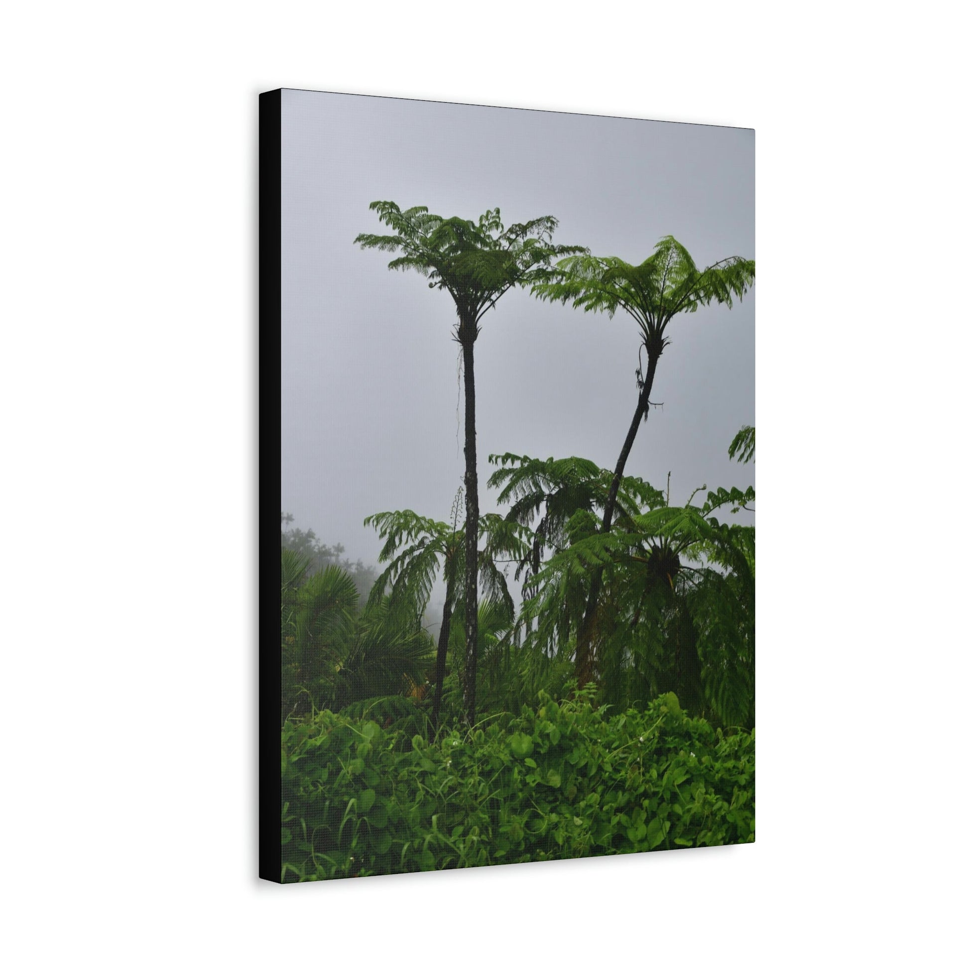 UK Print - Stretched Canvas - The ancient forest preserved in Toro Negro rainforest Puerto Rico - highest land at 4,000 feet altitude - Green Forest Home