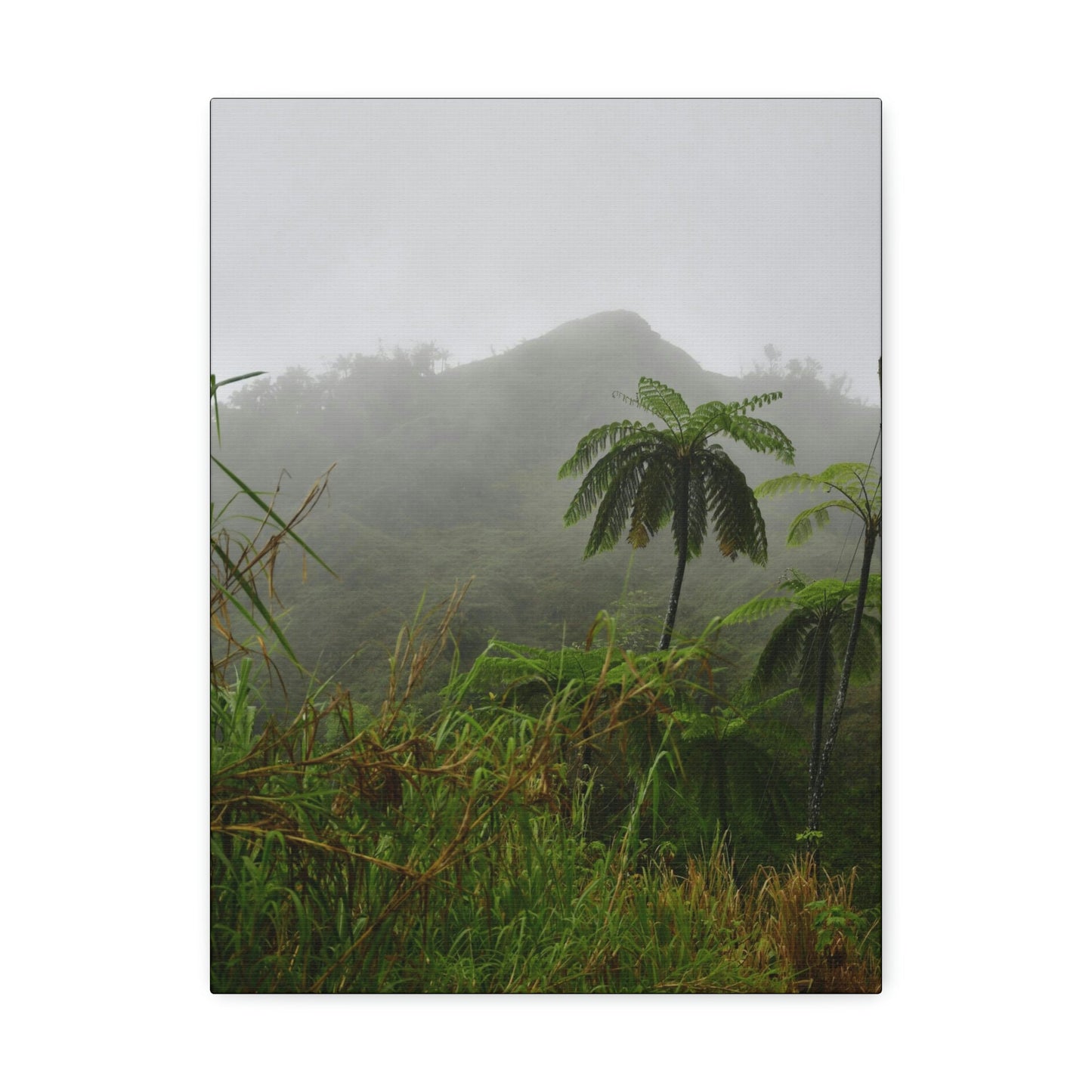 UK Print - Stretched Canvas - The ancient forest preserved in Toro Negro rainforest Puerto Rico - highest land at 4,000 feet altitude - Green Forest Home