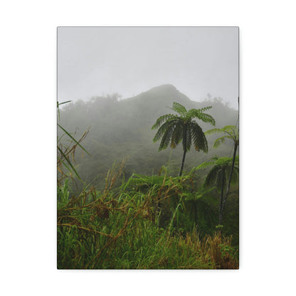 UK Print - Stretched Canvas - The ancient forest preserved in Toro Negro rainforest Puerto Rico - highest land at 4,000 feet altitude - Green Forest Home