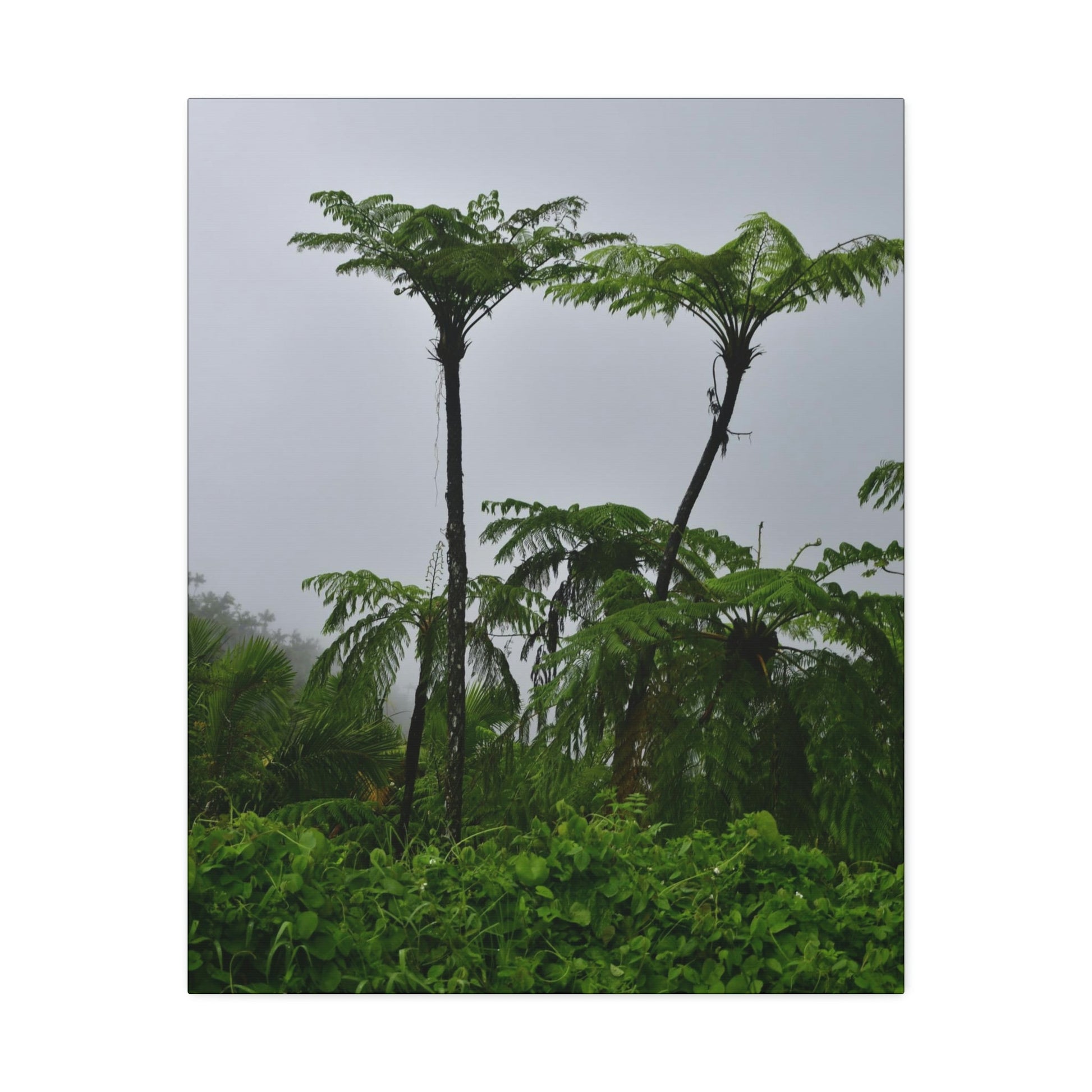 UK Print - Stretched Canvas - The ancient forest preserved in Toro Negro rainforest Puerto Rico - highest land at 4,000 feet altitude - Green Forest Home