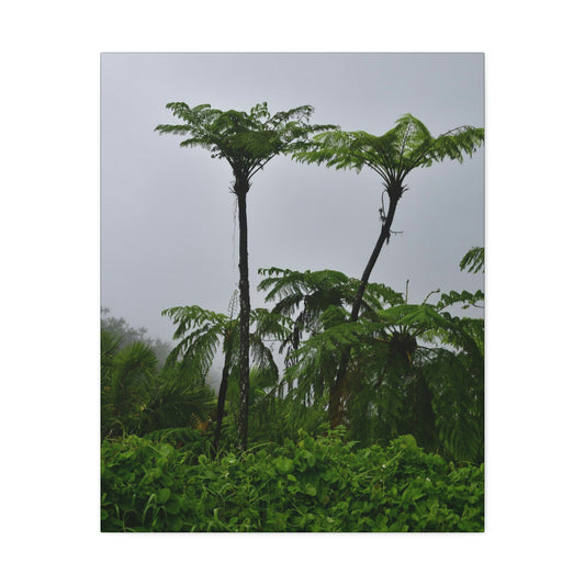 UK Print - Stretched Canvas - The ancient forest preserved in Toro Negro rainforest Puerto Rico - highest land at 4,000 feet altitude - Green Forest Home