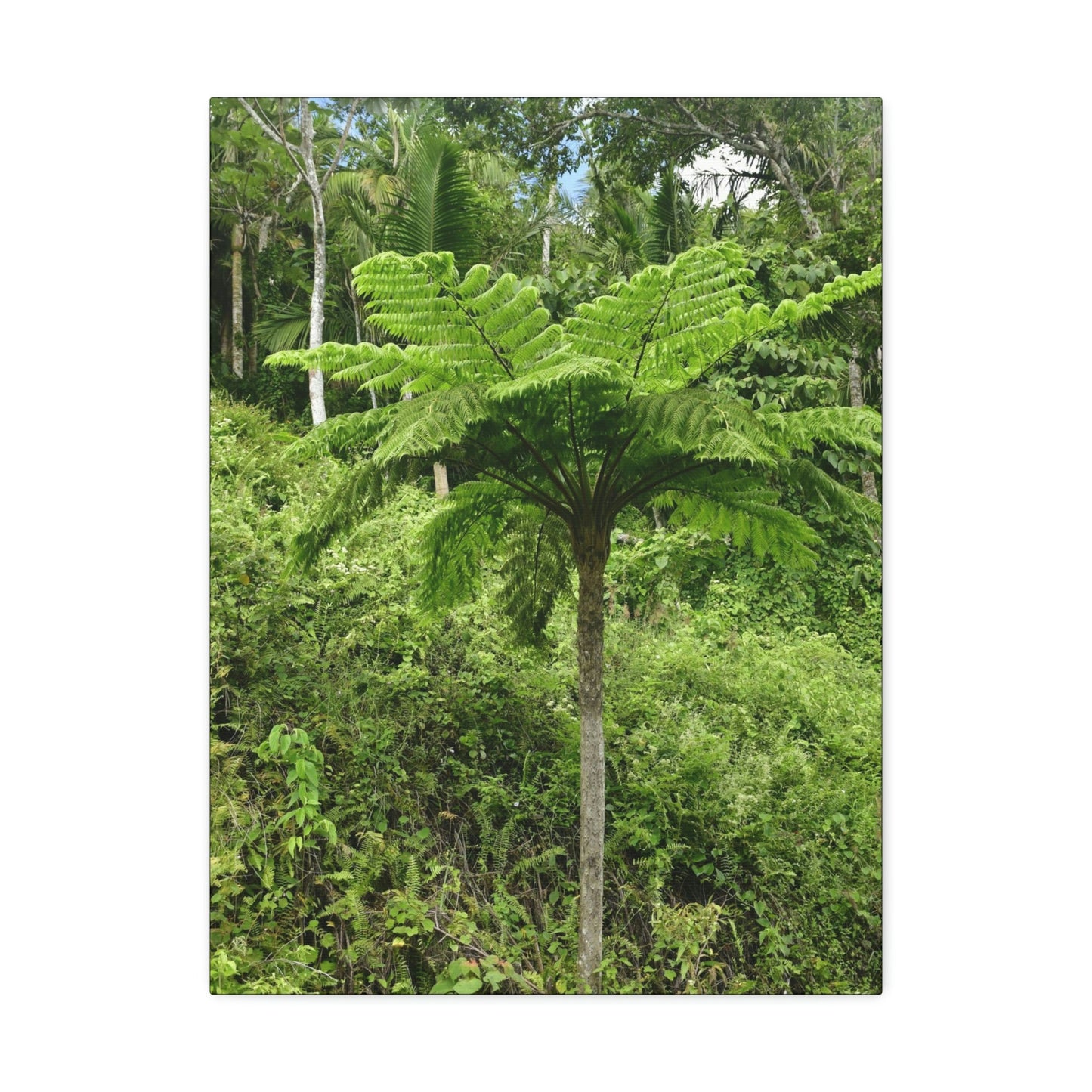 UK Print - Stretched Canvas - The ancient forest preserved in Toro Negro rainforest Puerto Rico - highest land at 4,000 feet altitude - Green Forest Home