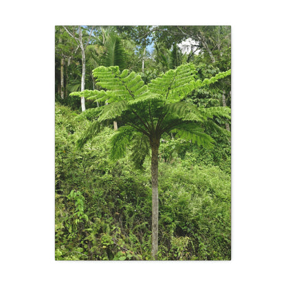 UK Print - Stretched Canvas - The ancient forest preserved in Toro Negro rainforest Puerto Rico - highest land at 4,000 feet altitude - Green Forest Home
