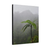 UK Print - Stretched Canvas - The ancient forest preserved in Toro Negro rainforest Puerto Rico - highest land at 4,000 feet altitude - Green Forest Home