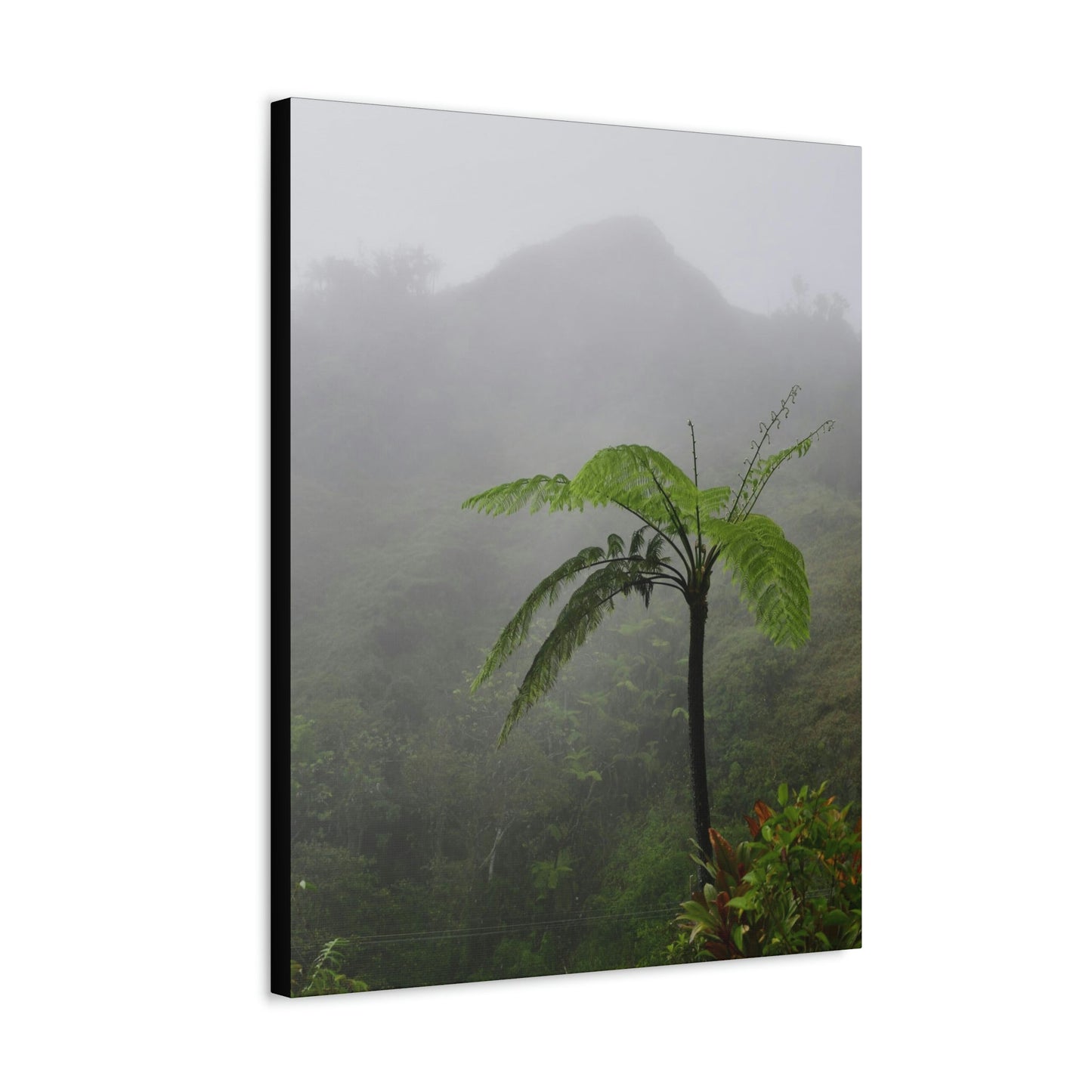 UK Print - Stretched Canvas - The ancient forest preserved in Toro Negro rainforest Puerto Rico - highest land at 4,000 feet altitude - Green Forest Home