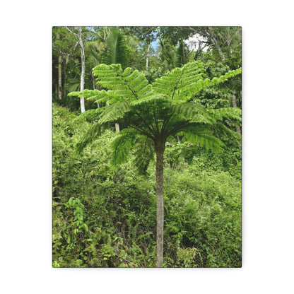UK Print - Stretched Canvas - The ancient forest preserved in Toro Negro rainforest Puerto Rico - highest land at 4,000 feet altitude - Green Forest Home
