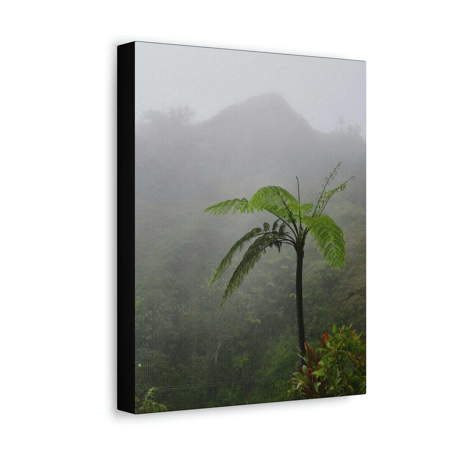 UK Print - Stretched Canvas - The ancient forest preserved in Toro Negro rainforest Puerto Rico - highest land at 4,000 feet altitude - Green Forest Home