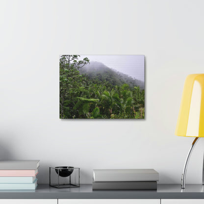 UK Print - Stretched Canvas - The ancient forest preserved in Toro Negro rainforest Puerto Rico - highest land at 4,000 feet altitude - Green Forest Home