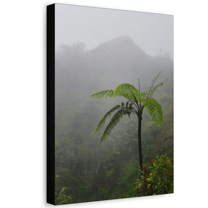 UK Print - Stretched Canvas - The ancient forest preserved in Toro Negro rainforest Puerto Rico - highest land at 4,000 feet altitude - Green Forest Home