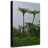 UK Print - Stretched Canvas - The ancient forest preserved in Toro Negro rainforest Puerto Rico - highest land at 4,000 feet altitude - Green Forest Home