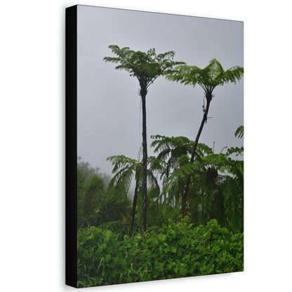 UK Print - Stretched Canvas - The ancient forest preserved in Toro Negro rainforest Puerto Rico - highest land at 4,000 feet altitude - Green Forest Home