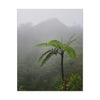 UK Print - Stretched Canvas - The ancient forest preserved in Toro Negro rainforest Puerto Rico - highest land at 4,000 feet altitude - Green Forest Home