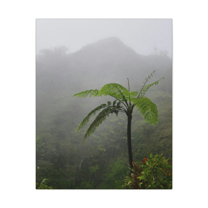UK Print - Stretched Canvas - The ancient forest preserved in Toro Negro rainforest Puerto Rico - highest land at 4,000 feet altitude - Green Forest Home