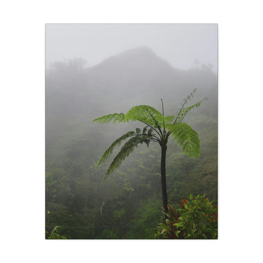 UK Print - Stretched Canvas - The ancient forest preserved in Toro Negro rainforest Puerto Rico - highest land at 4,000 feet altitude - Green Forest Home
