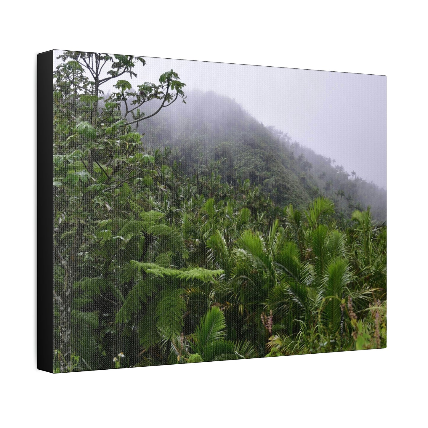 UK Print - Stretched Canvas - The ancient forest preserved in Toro Negro rainforest Puerto Rico - highest land at 4,000 feet altitude - Green Forest Home