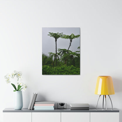 UK Print - Stretched Canvas - The ancient forest preserved in Toro Negro rainforest Puerto Rico - highest land at 4,000 feet altitude - Green Forest Home