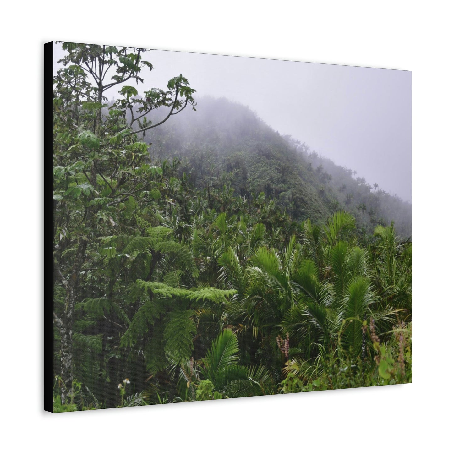 UK Print - Stretched Canvas - The ancient forest preserved in Toro Negro rainforest Puerto Rico - highest land at 4,000 feet altitude - Green Forest Home
