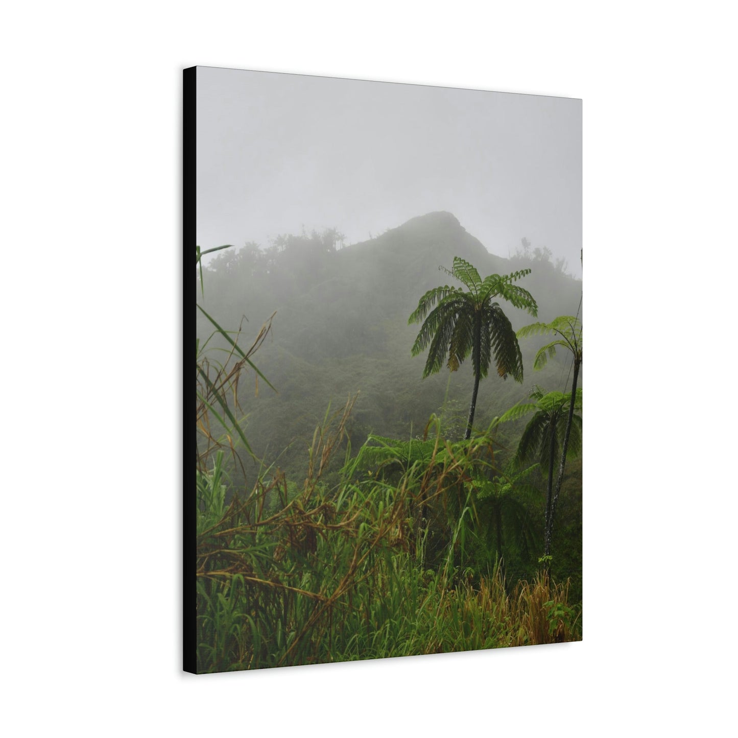 UK Print - Stretched Canvas - The ancient forest preserved in Toro Negro rainforest Puerto Rico - highest land at 4,000 feet altitude - Green Forest Home