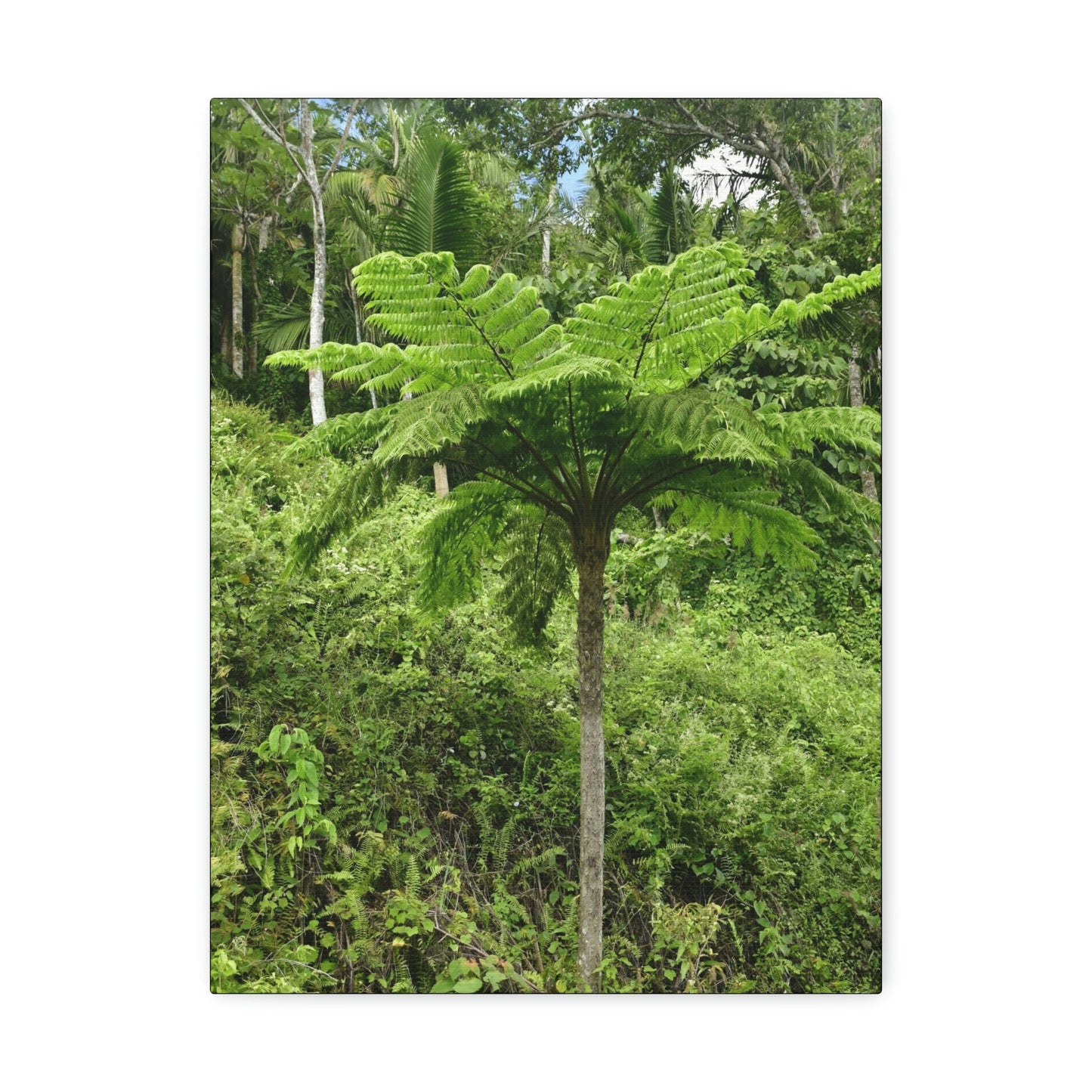 UK Print - Stretched Canvas - The ancient forest preserved in Toro Negro rainforest Puerto Rico - highest land at 4,000 feet altitude - Green Forest Home
