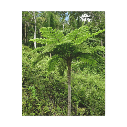 UK Print - Stretched Canvas - The ancient forest preserved in Toro Negro rainforest Puerto Rico - highest land at 4,000 feet altitude - Green Forest Home