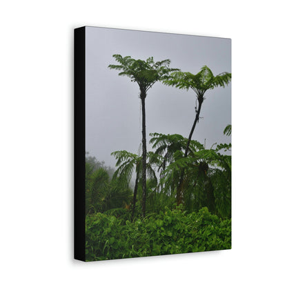 UK Print - Stretched Canvas - The ancient forest preserved in Toro Negro rainforest Puerto Rico - highest land at 4,000 feet altitude - Green Forest Home