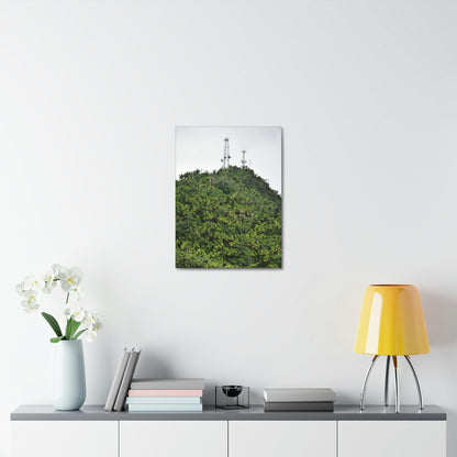 UK Print - Stretched Canvas - The ancient forest preserved in Toro Negro rainforest Puerto Rico - highest peak - Cerro Puntas at 4,300 feet altitude - Green Forest Home