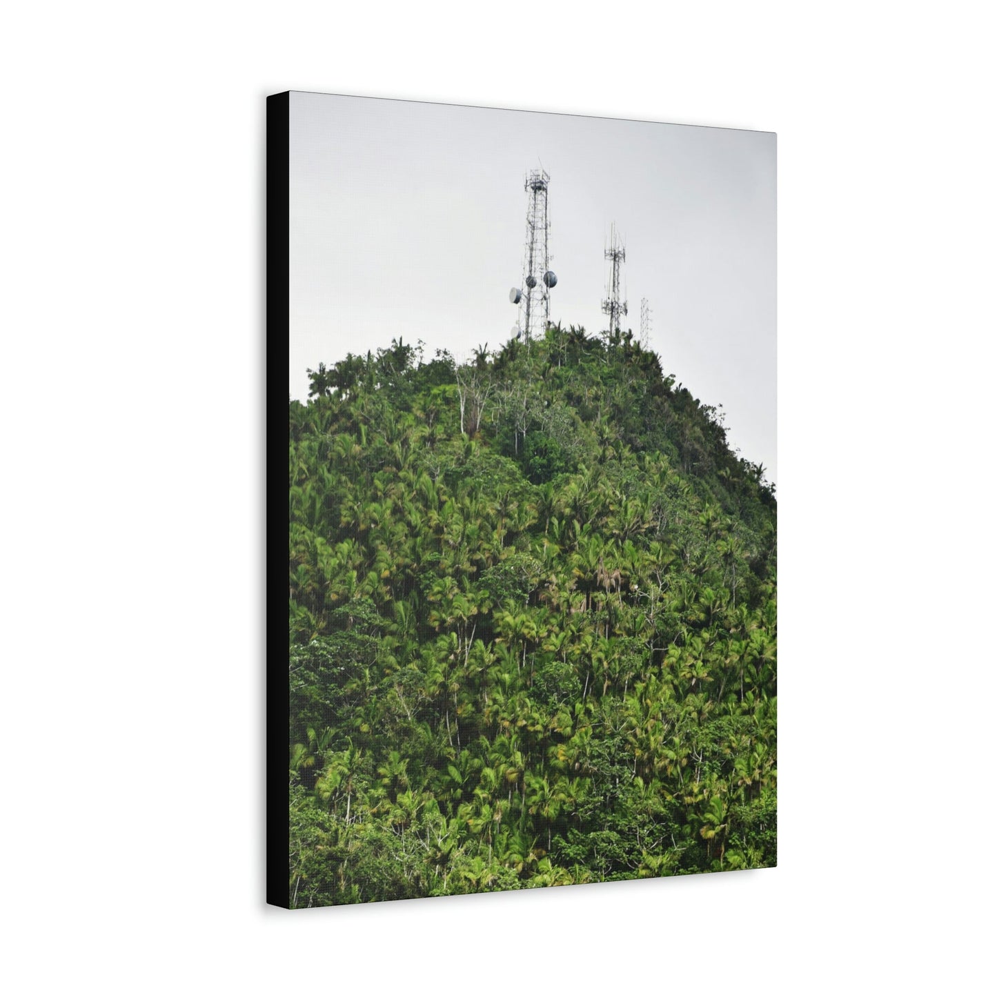 UK Print - Stretched Canvas - The ancient forest preserved in Toro Negro rainforest Puerto Rico - highest peak - Cerro Puntas at 4,300 feet altitude - Green Forest Home