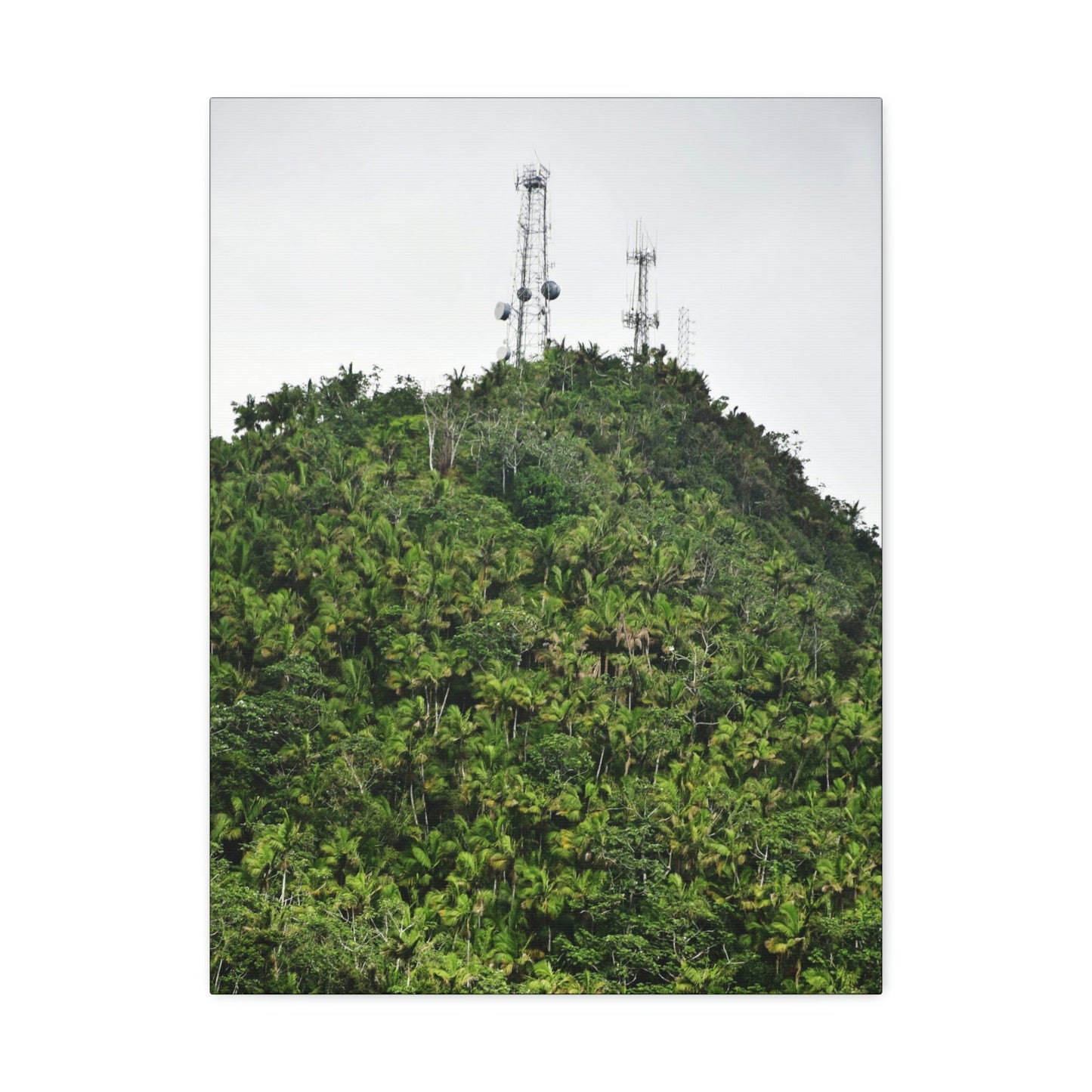 UK Print - Stretched Canvas - The ancient forest preserved in Toro Negro rainforest Puerto Rico - highest peak - Cerro Puntas at 4,300 feet altitude - Green Forest Home